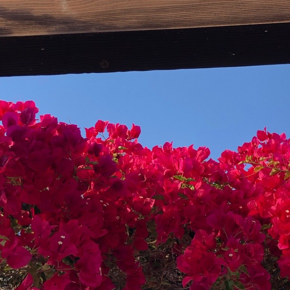 Meet your Posher, Grace - Picture 1 of 1